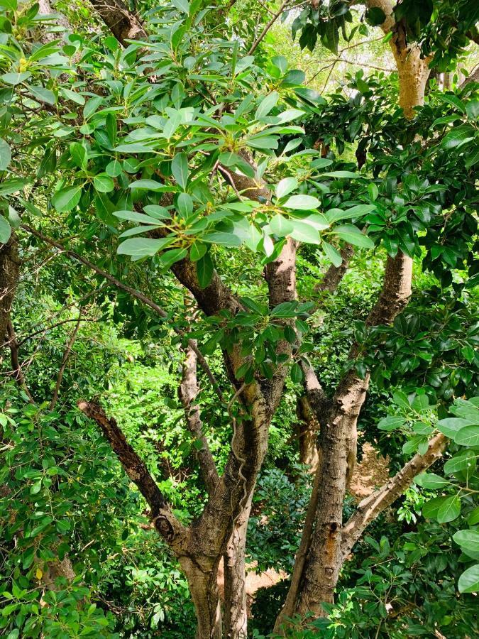 كانكون Villa Antilope المظهر الخارجي الصورة